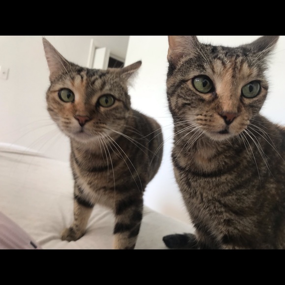 Meet your Posher, Chloe - Picture 8 of 15